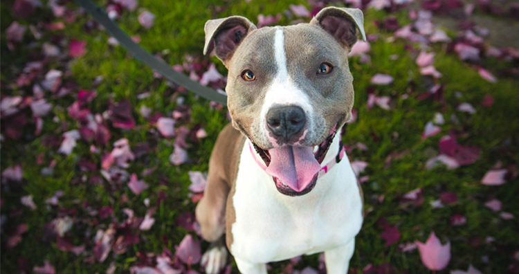 The Best Dog Parks Near Ann Arbor, Mapped